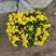 九月菊(国庆菊千头球菊品种菊花)红色黄色基地直发