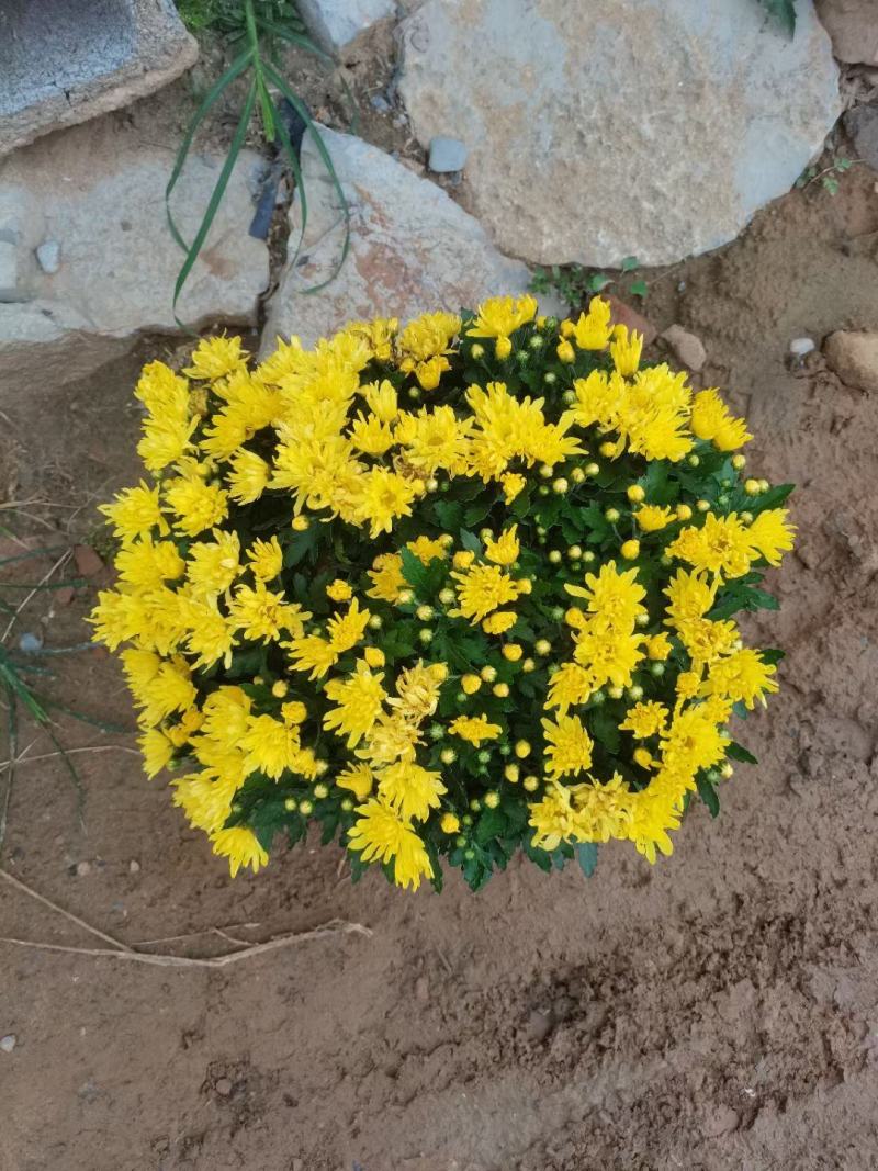 九月菊（国庆菊千头球菊品种菊花）红色黄色基地直发