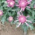 九月菊(国庆菊千头球菊品种菊花)红色黄色基地直发