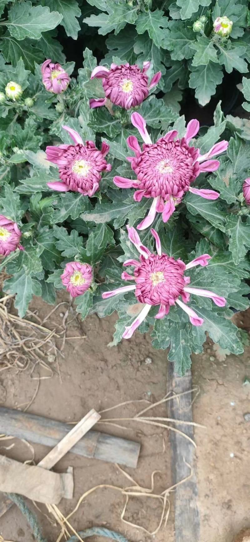 九月菊（国庆菊千头球菊品种菊花）红色黄色基地直发