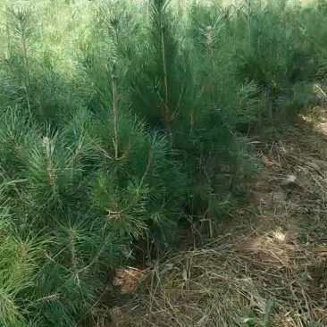 绿化苗木，各种各样的树苗，合作共赢，有需要的老板来电！