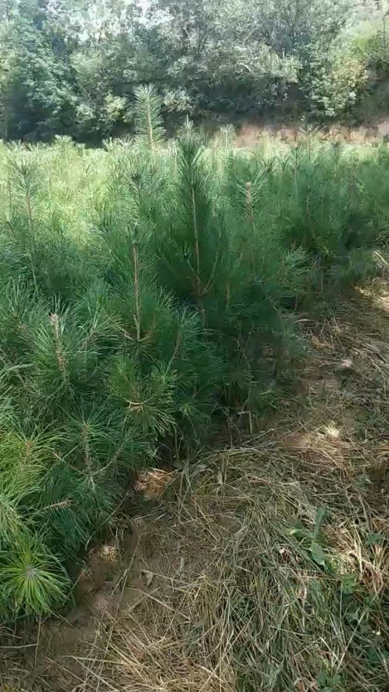 绿化苗木，各种各样的树苗，合作共赢，有需要的老板来电！