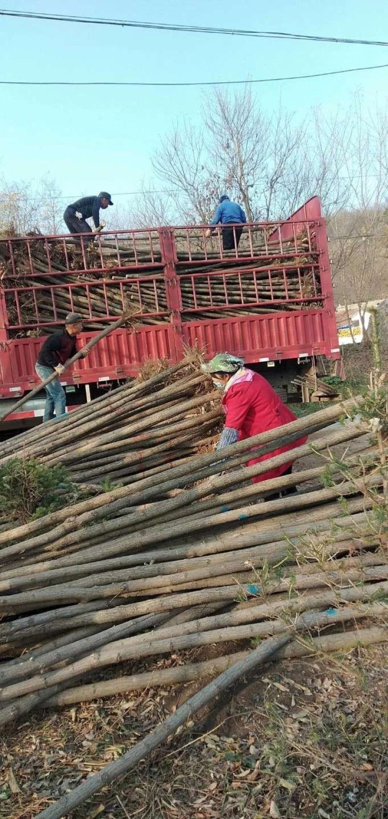 绿化苗木，各种各样的树苗，合作共赢，有需要的老板来电！