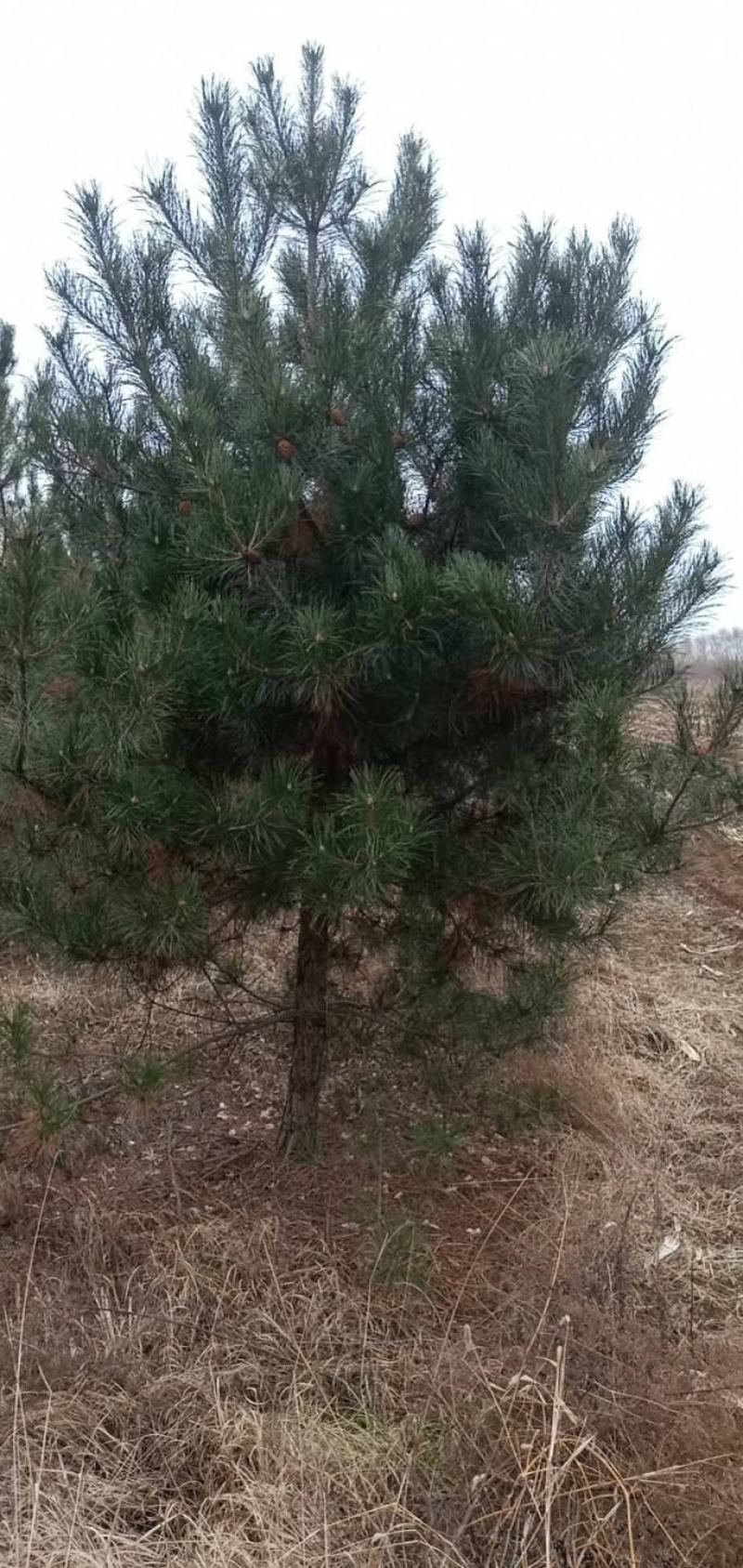 绿化苗木，各种各样的树苗，合作共赢，有需要的老板来电！