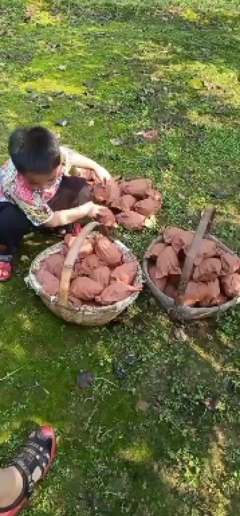 五九香，佛手梨，贵妃梨