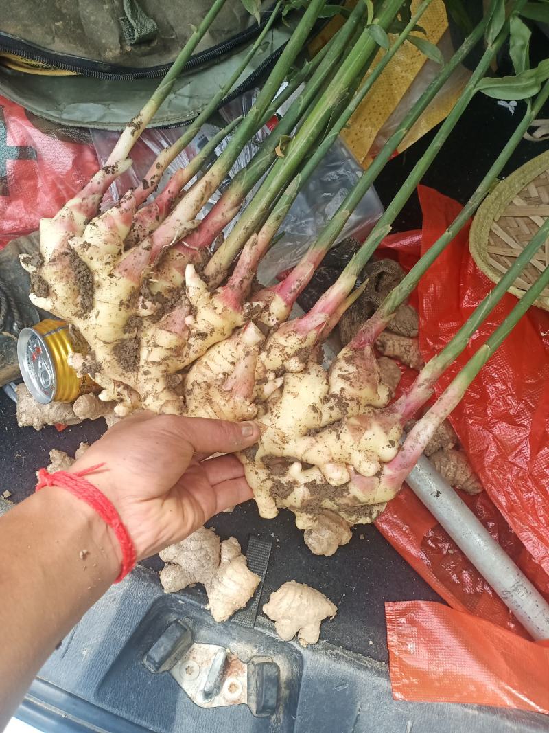 贵州黄果树仔姜上市，有需要的联系我