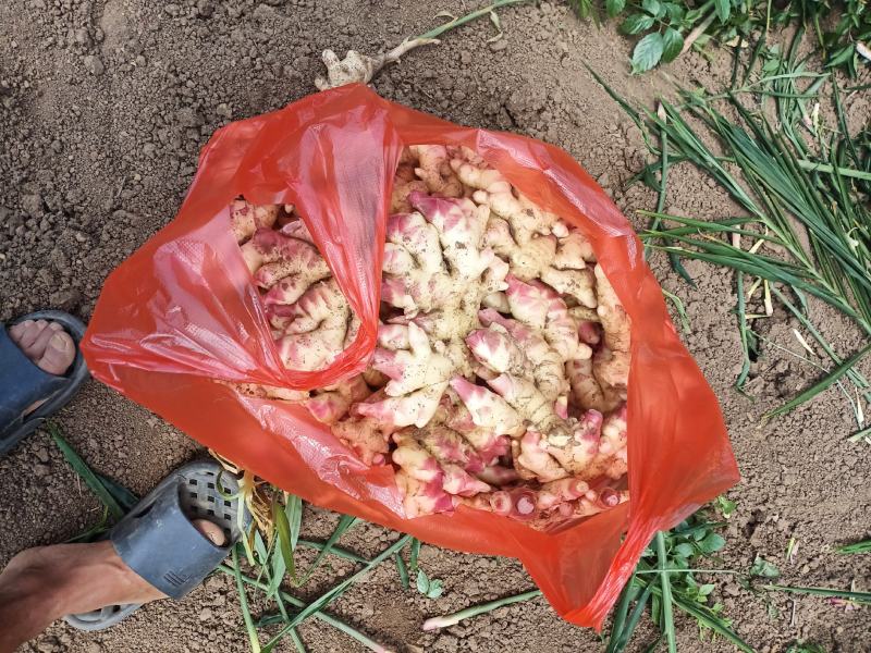 贵州黄果树仔姜上市，有需要的联系我