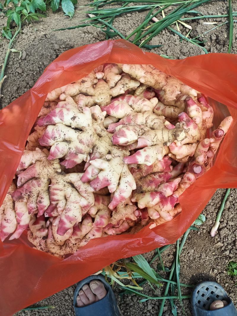 贵州黄果树仔姜上市，有需要的联系我