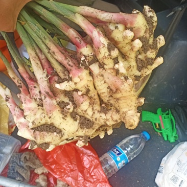 贵州黄果树仔姜上市，有需要的联系我