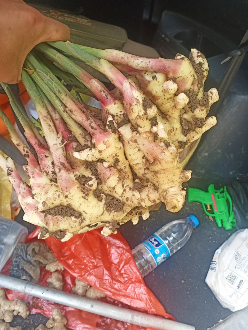 贵州黄果树仔姜上市，有需要的联系我