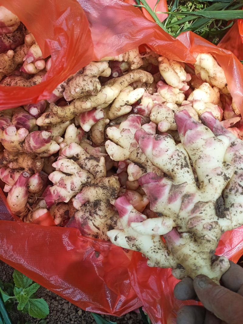 贵州黄果树仔姜上市，有需要的联系我