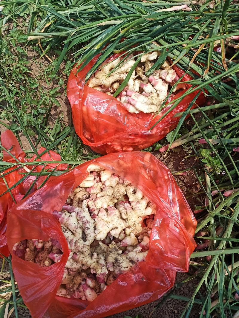 贵州黄果树仔姜上市，有需要的联系我
