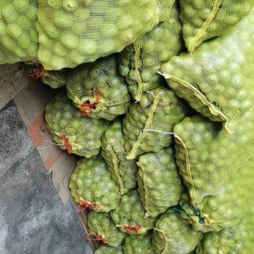 青皮核挑
