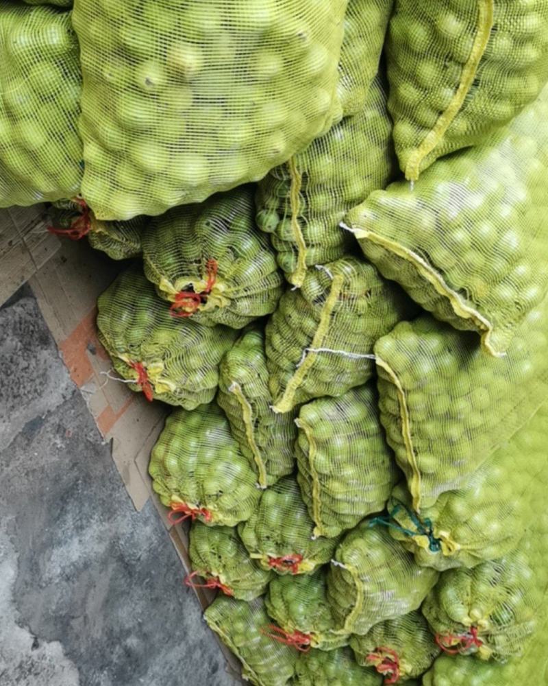 青皮核挑