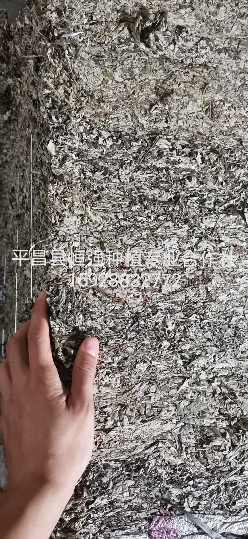 艾叶野生艾叶，大货供应100吨，产地直销