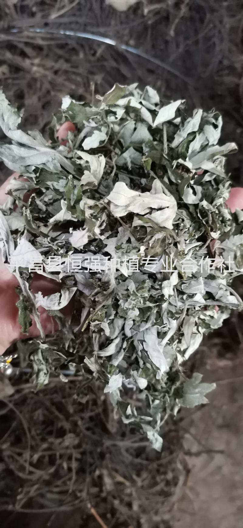 艾叶野生艾叶，大货供应100吨，产地直销