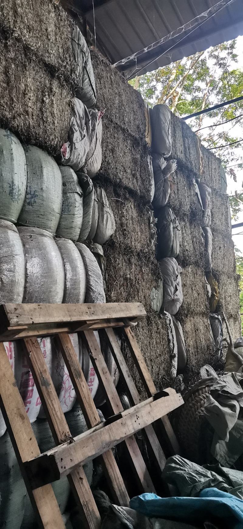 艾叶野生艾叶，大货供应100吨，产地直销