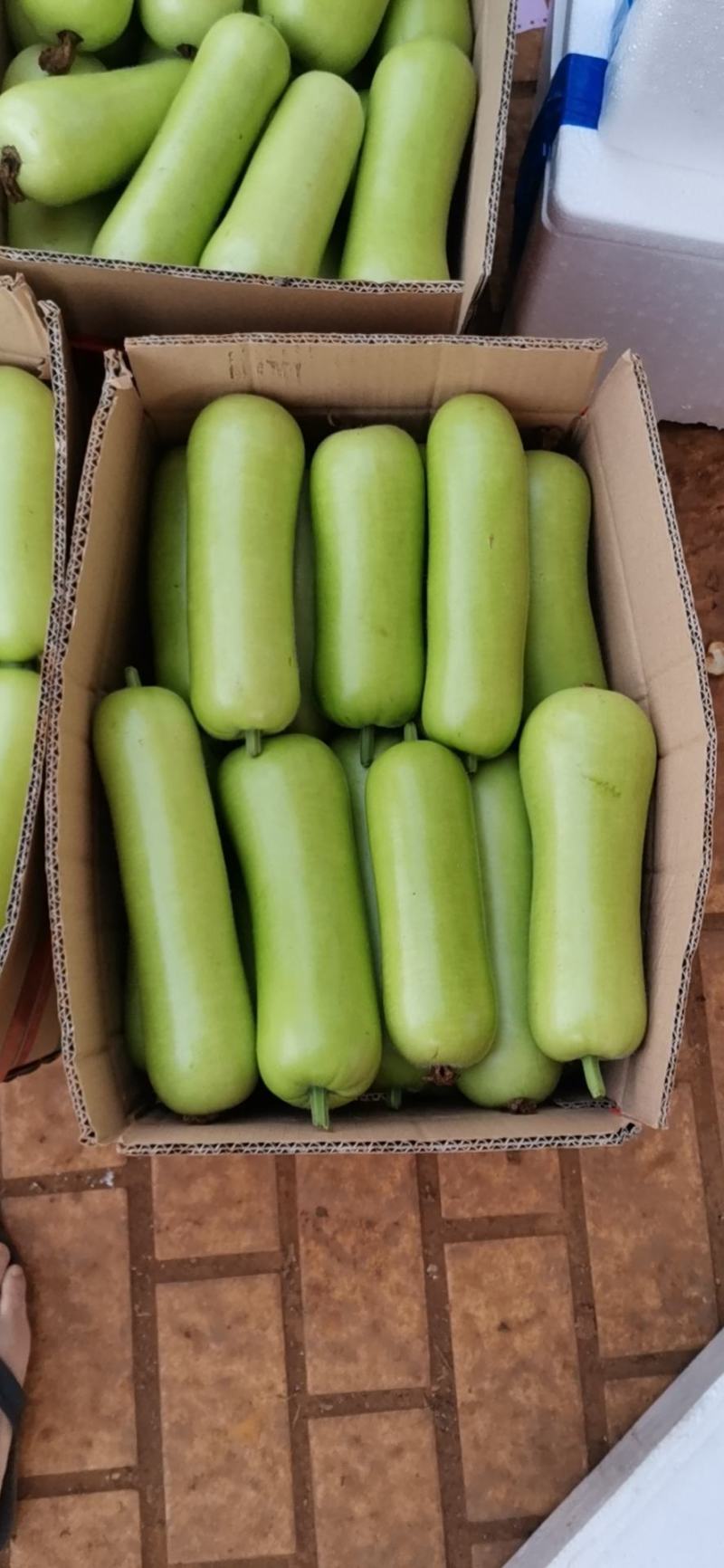新苗的胯瓜，大量上市场了有朋友需要可以联系
