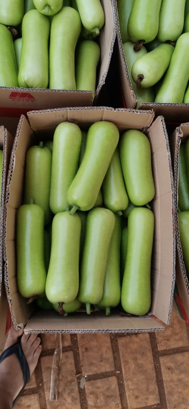 新苗的胯瓜，大量上市场了有朋友需要可以联系
