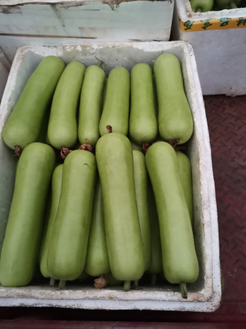 新苗的胯瓜，大量上市场了有朋友需要可以联系