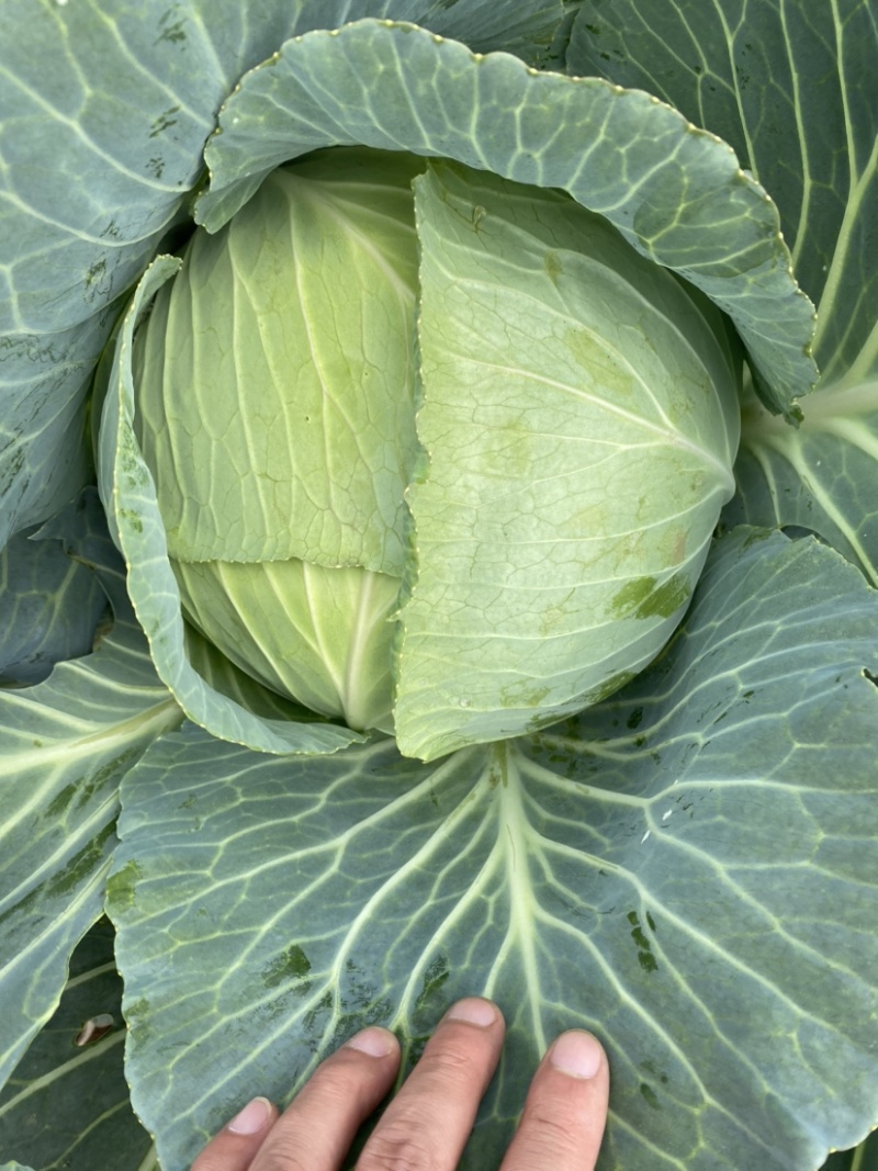 莲花白一手货源