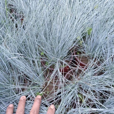 兰羊茅蓝羊茅花苗观赏草植物花卉大杯苗小杯苗基地直供