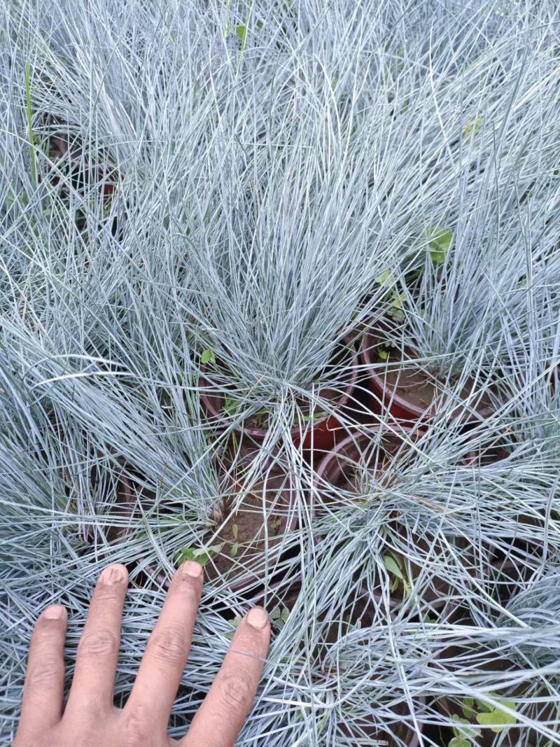 兰羊茅蓝羊茅花苗观赏草植物花卉大杯苗小杯苗基地直供