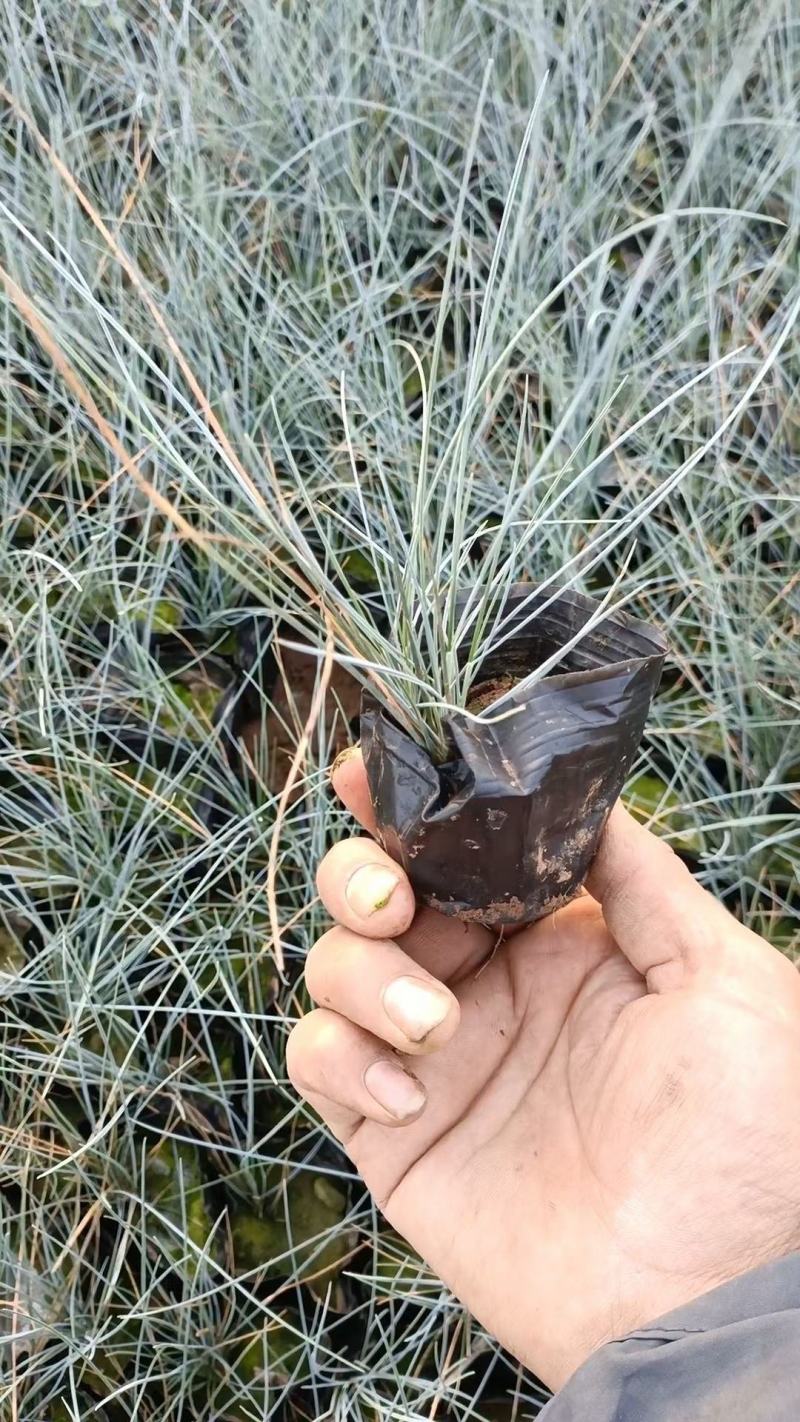 兰羊茅蓝羊茅花苗观赏草植物花卉大杯苗小杯苗基地直供