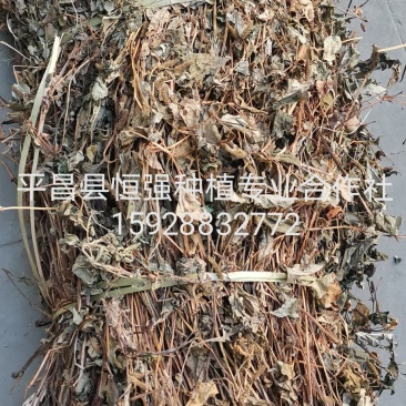 鱼腥草干货产地直销纯野生药厂大货无杂草