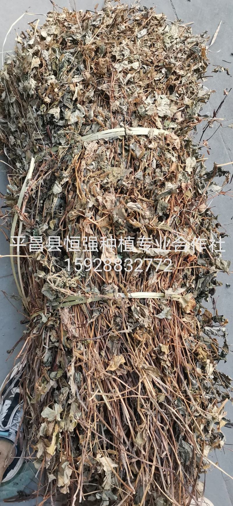 鱼腥草干货产地直销纯野生药厂大货无杂草