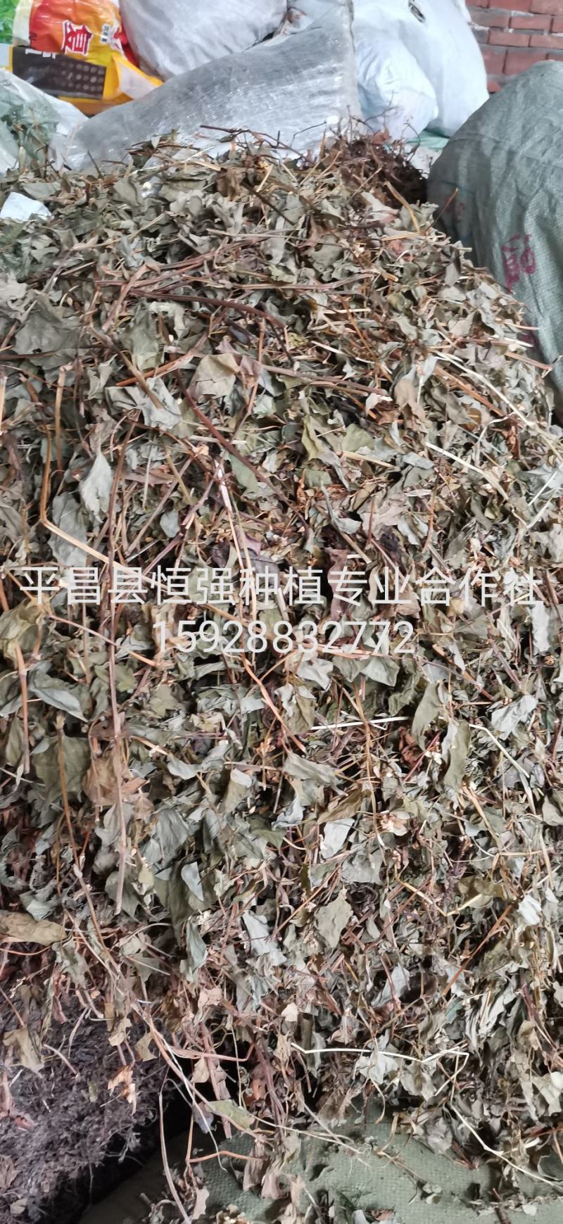 鱼腥草干货产地直销纯野生药厂大货无杂草