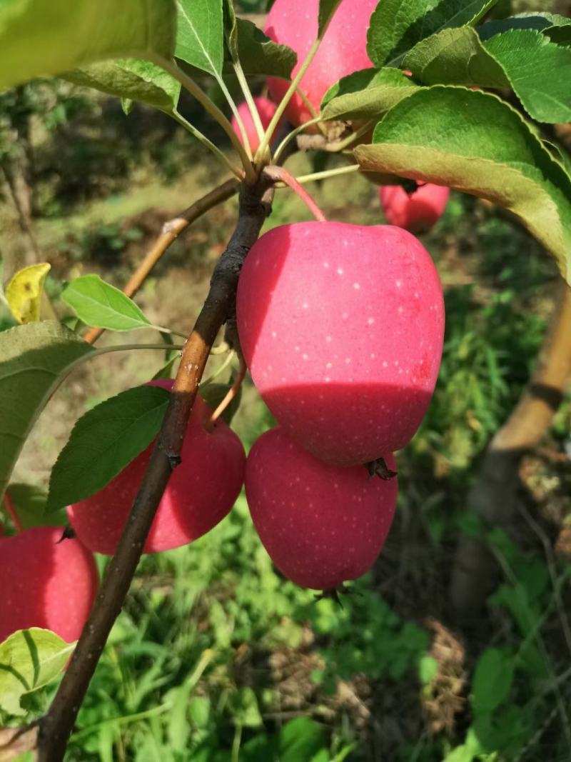 小苹果盆景，糖心小苹果盆观赏鲜食兼用的优良品种