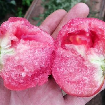 高口感番茄