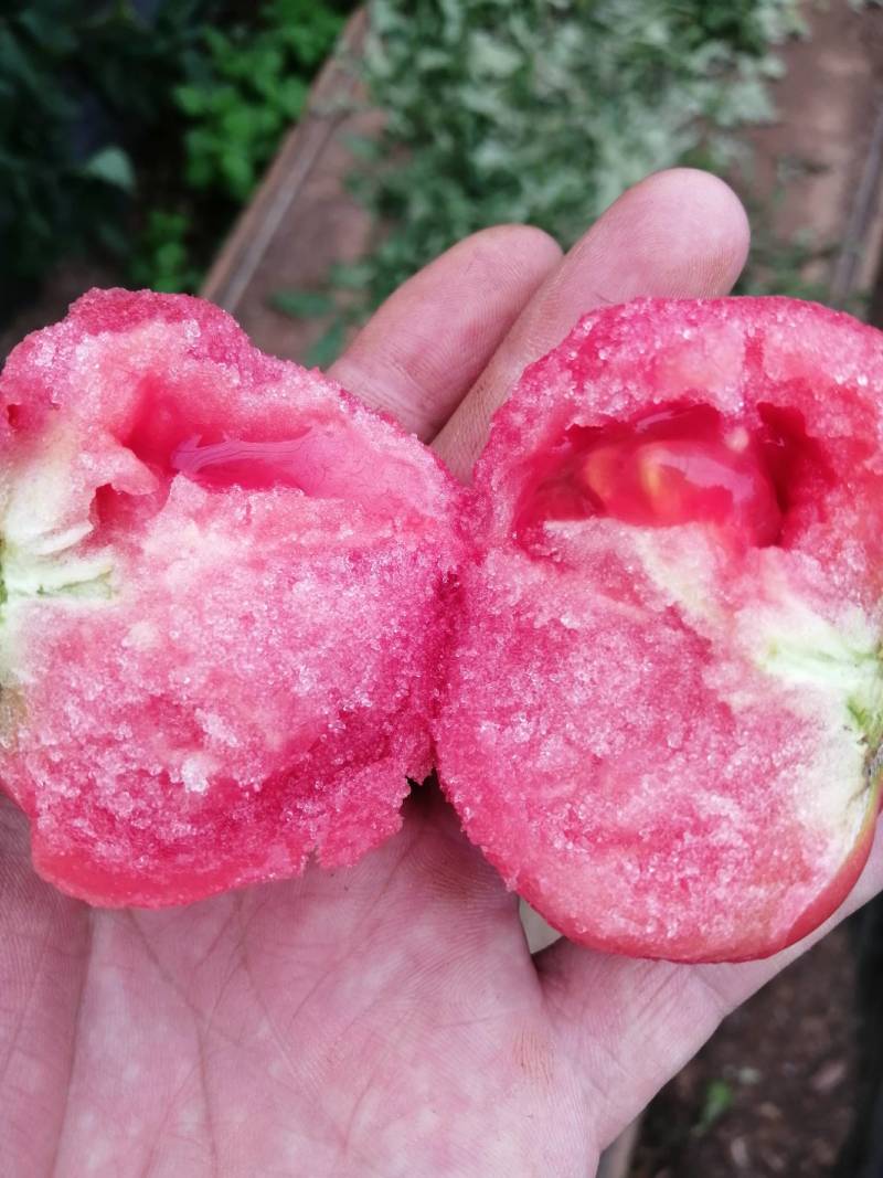 高口感番茄