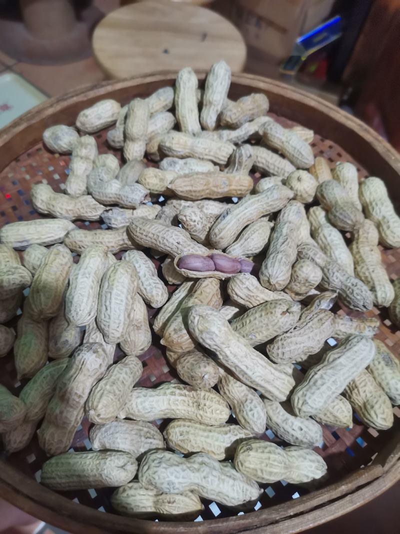 竹蔗花生广东农家土特产竹蔗花生带壳红衣花生
