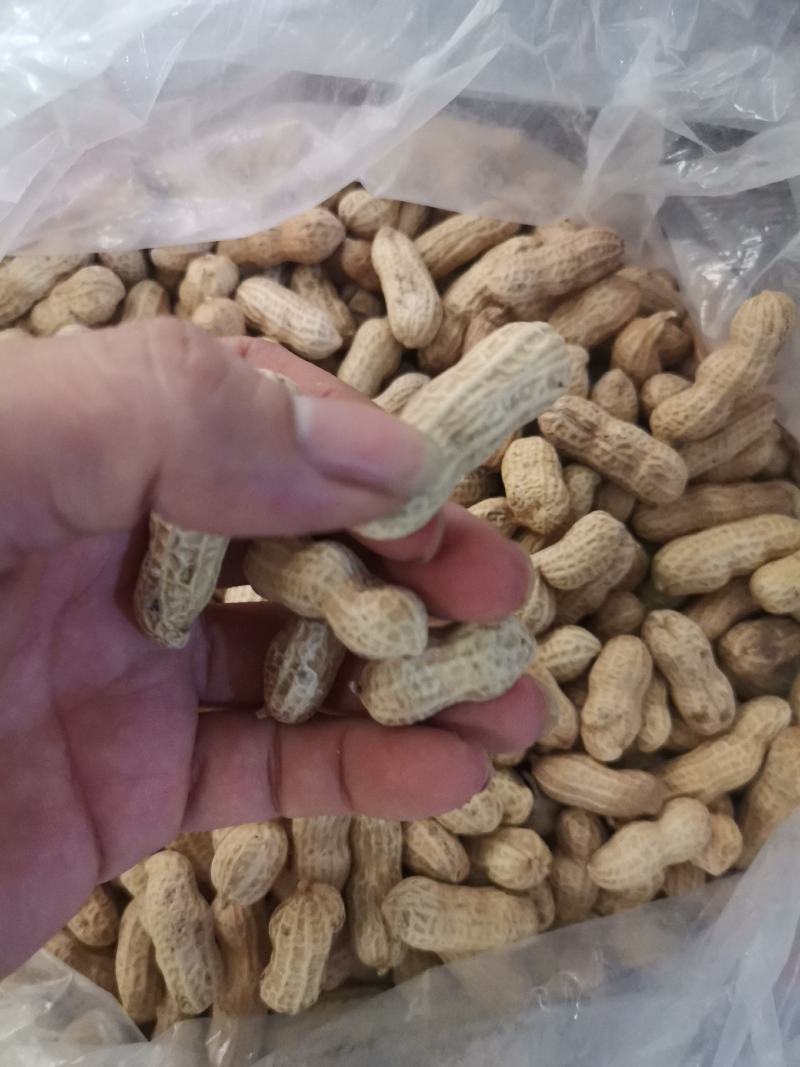 竹蔗花生广东农家土特产竹蔗花生带壳红衣花生
