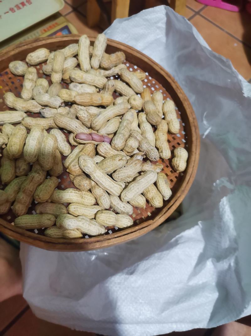 竹蔗花生广东农家土特产竹蔗花生带壳红衣花生