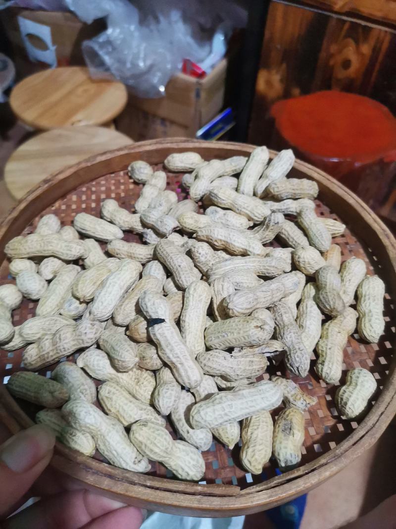 竹蔗花生广东农家土特产竹蔗花生带壳红衣花生