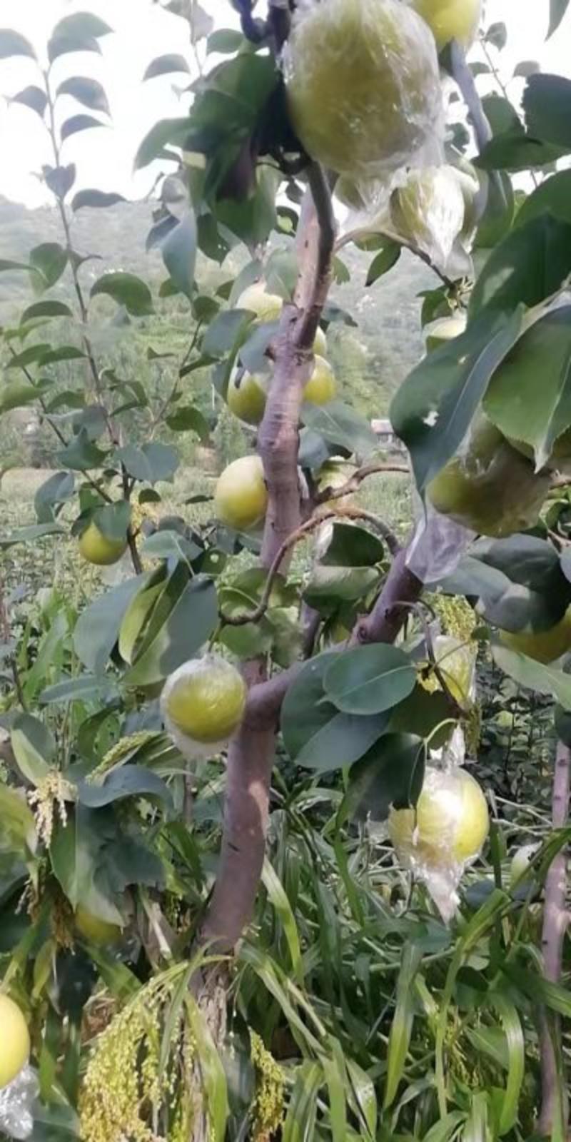 青龙县皇冠梨以大量下树有抓紧时间购买的联系。