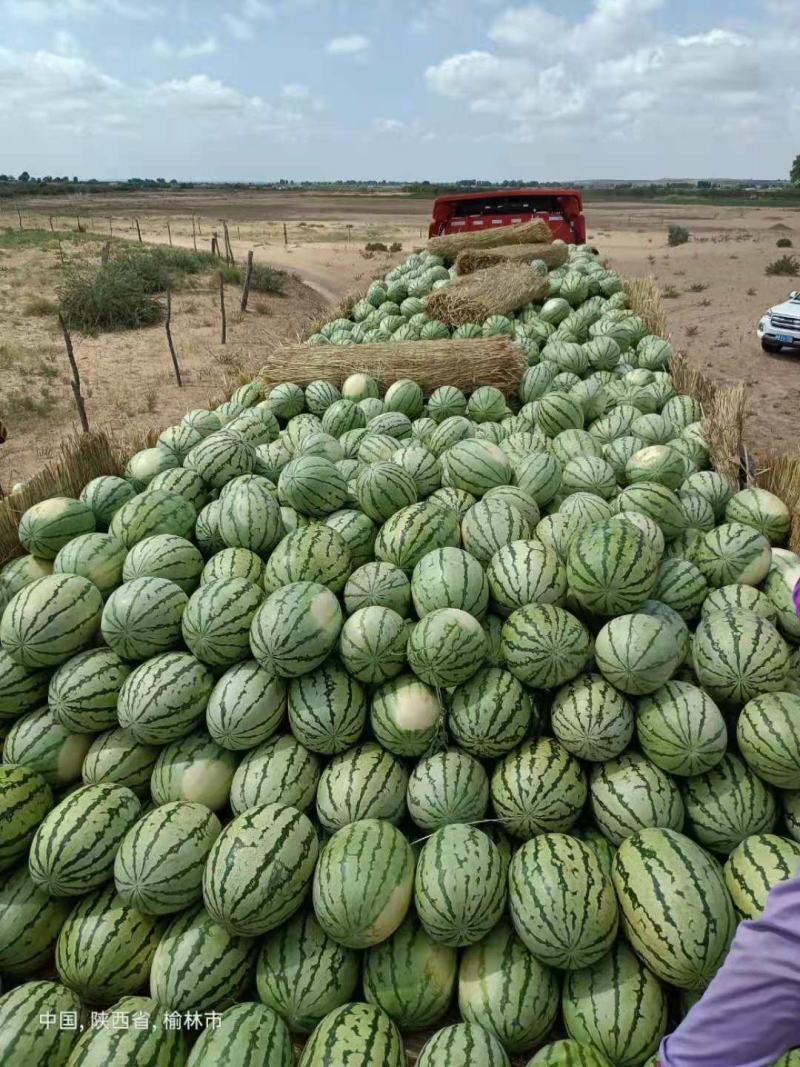 内蒙古鄂托克前旗金城5号西瓜万亩西瓜基地包熟包甜！