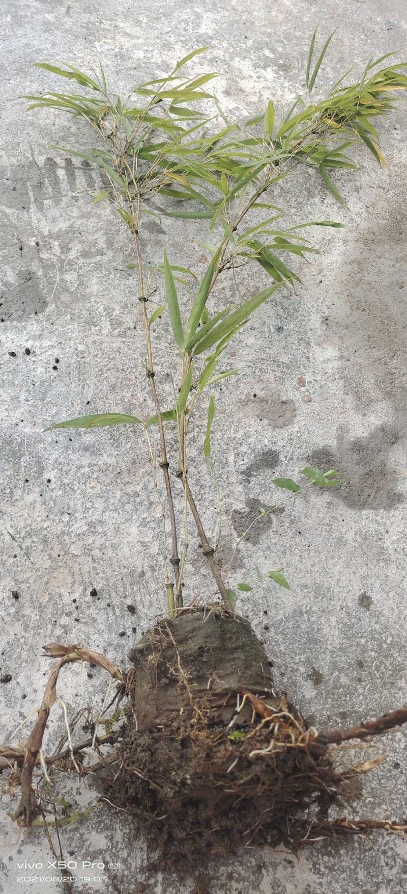 筇竹