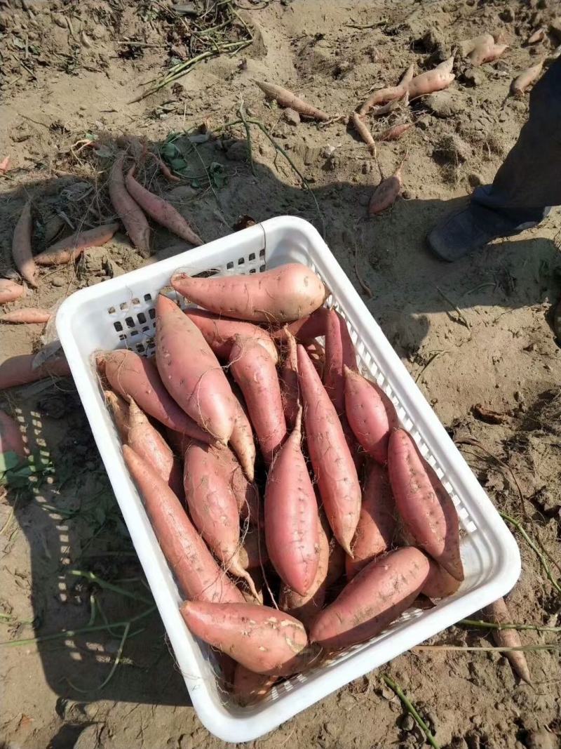 山东威海丘陵山地种植，烟薯25