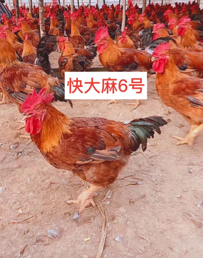 快大鸡苗，️️质量保障，店有〈诚信企业〉证书，901鸡苗