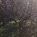 红叶碧桃/绿化苗木/乔灌木/碧桃树/绿化木苗/原生态树苗