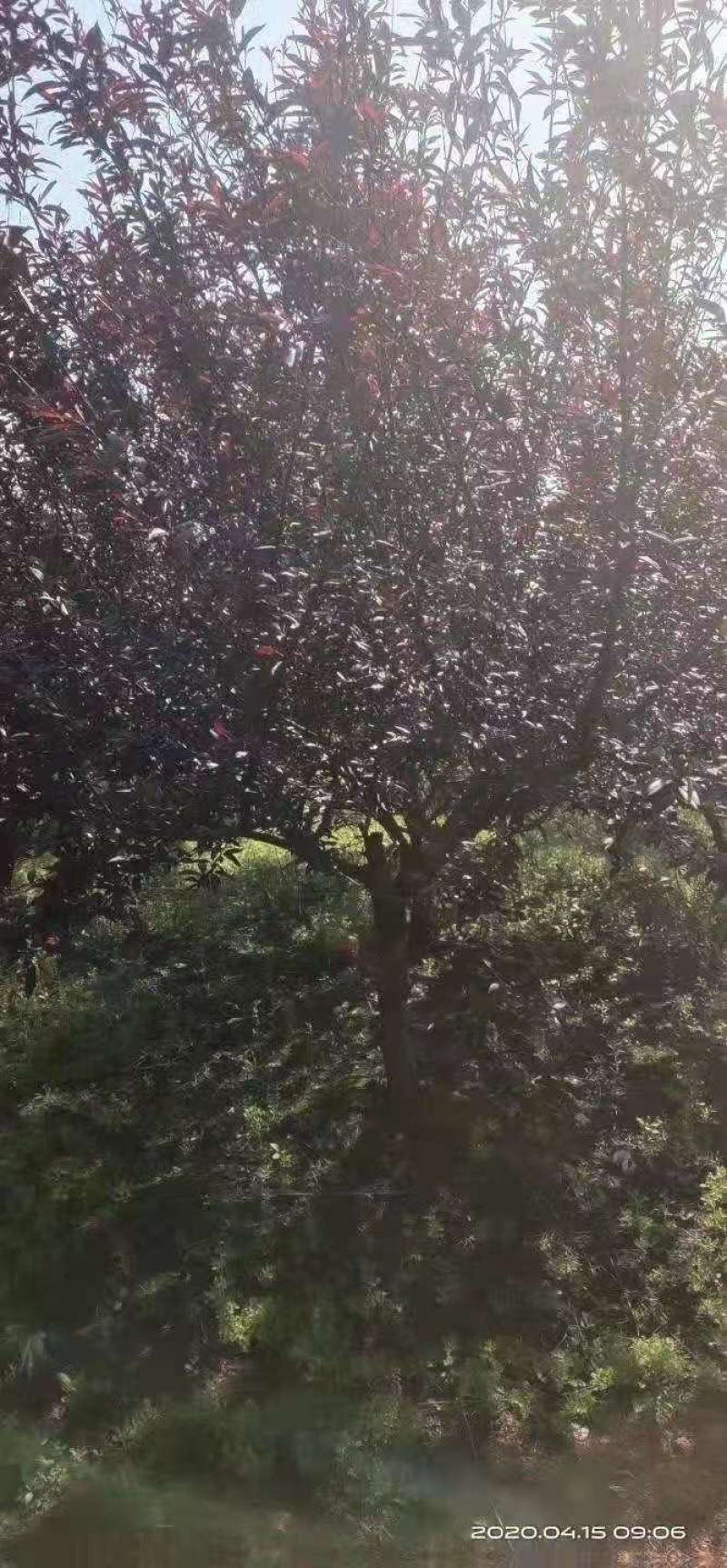 红叶碧桃/绿化苗木/乔灌木/碧桃树/林木树苗/原生苗