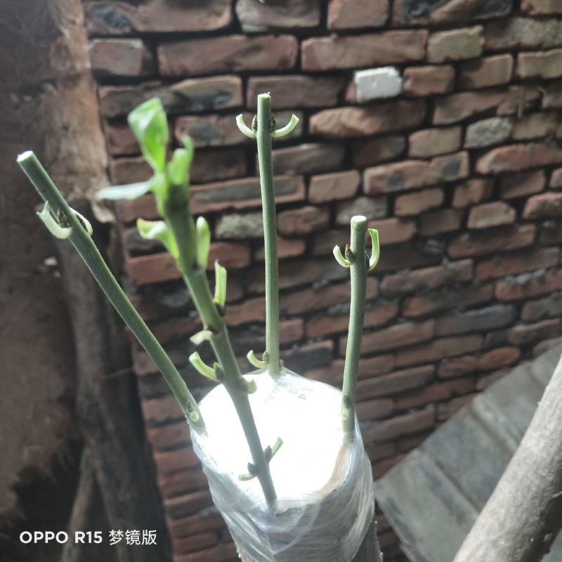丝棉木老桩