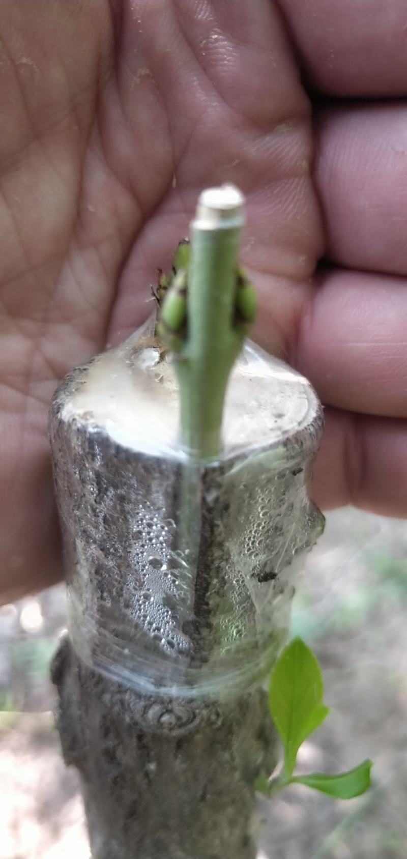 丝棉木老桩