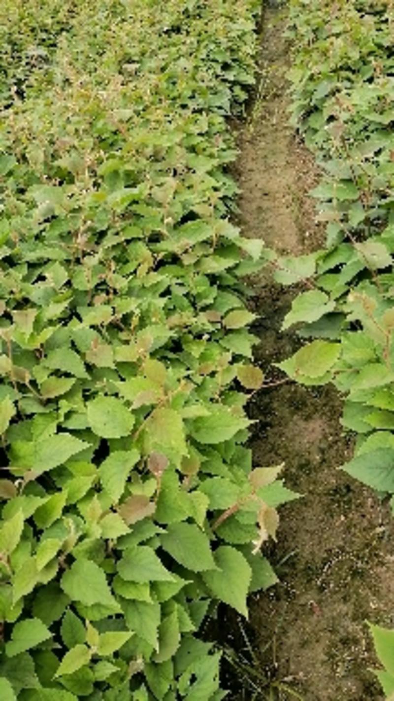 秦巴山区的籽播猕猴桃苗，长势旺盛，抗病力强。数量有优势。
