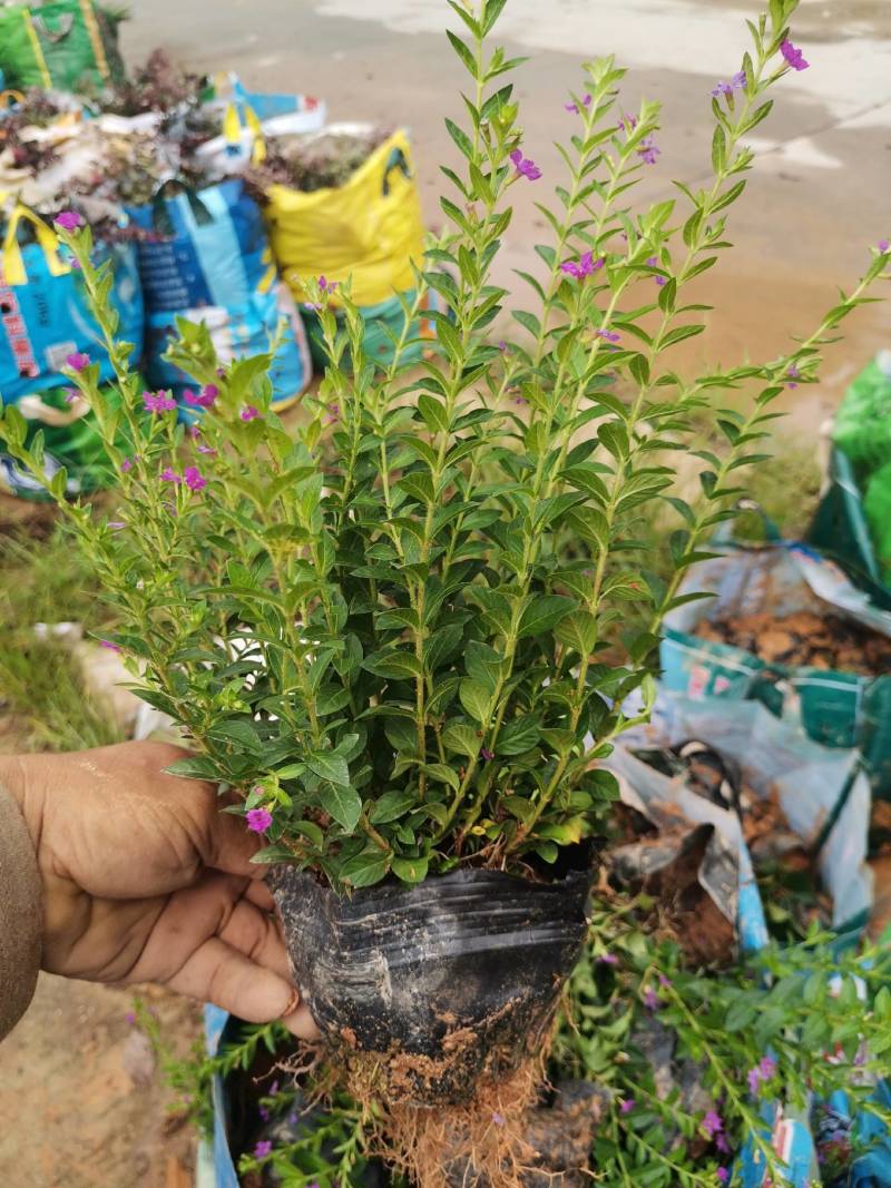 绿化工程苗
