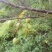 广西野山楂